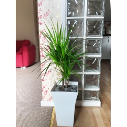 1 Large Double Dragon Tree in Gloss White Milano Pot 90 - 100cm Tall Floor Plant