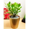 Plants in Small Ceramic Pot