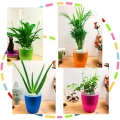 Plants in Self Watering Pot