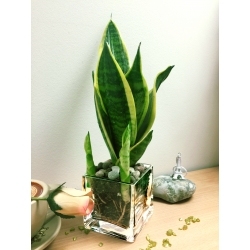 Snake Plant Mother in laws Tongue in Mini Cube Glass Vase