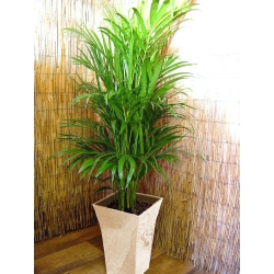 1 Large Parlour Palm House Floor Plant @ Gloss White Milano Pot 120 - 140cm Tall