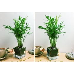 Floating Plant - 1 Parlour Palm in Mini Cube Glass Pot