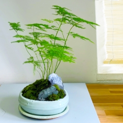 Scholar's Bamboo Asparagus Fern Bonsai - Wisdom and Knowledge, Indoor & Outdoor Elegance, Low Maintenance in Ceramic Pot - Ideal House Plant for Learning and Academic Enthusiasts